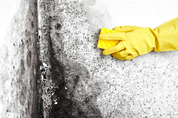 Best DIY Mold Remediation Support Services in Forest Hill, TX