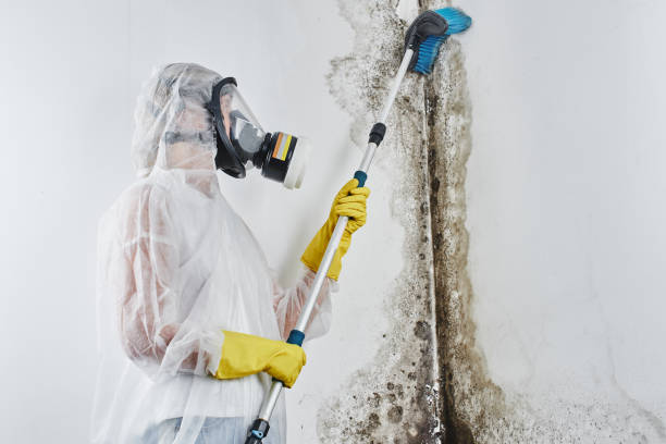 Best Mold Remediation for Specific Building Types in Forest Hill, TX