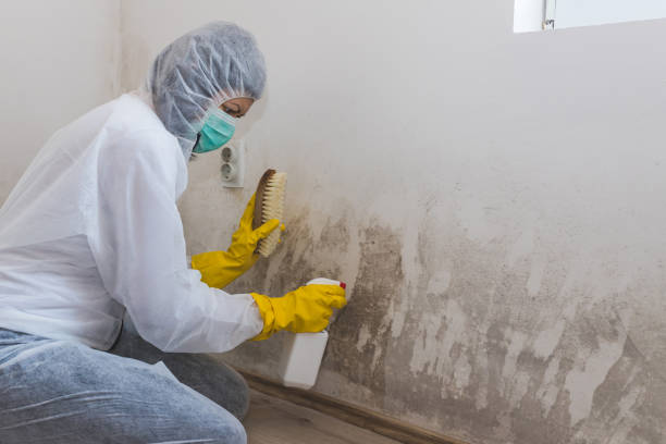 Best Mold Remediation for Schools in Forest Hill, TX
