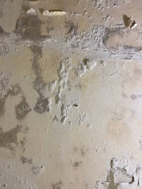 Professional Mold Remediation in Forest Hill, TX