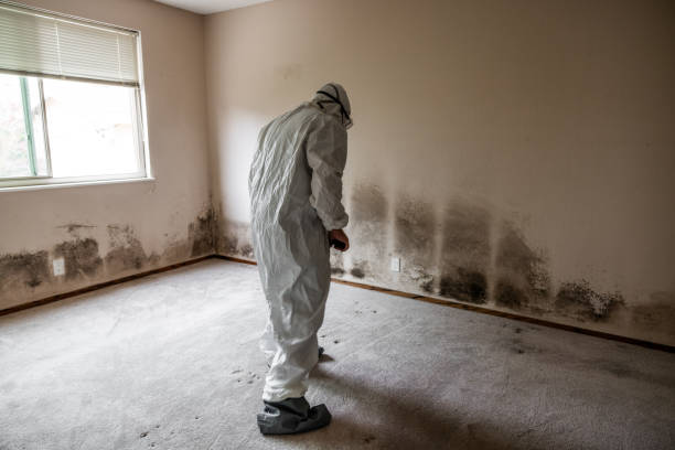 Best Attic Mold Remediation in Forest Hill, TX