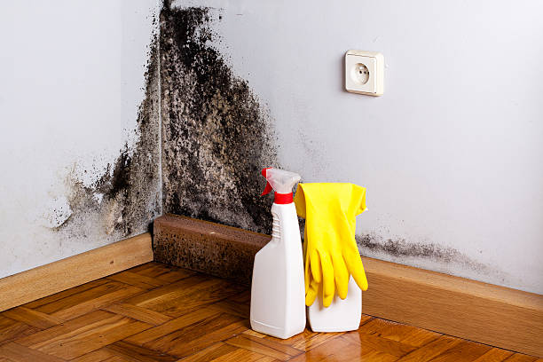 Best HVAC Mold Remediation in Forest Hill, TX