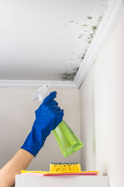 Best Residential Mold Remediation in Forest Hill, TX